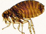 KC Carpet Cleaning de fleas