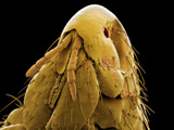 A flea